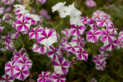 Frilly simple-petaled flowers with white and purple stripes