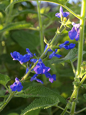 Blue salvia