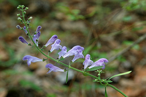 Slender weedy plant with small purple-blue flowers