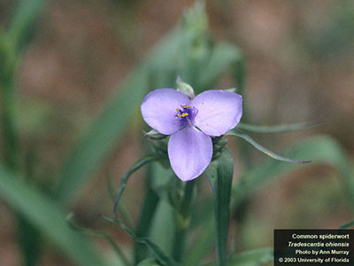 Purple spiderwort flower