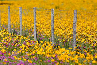 A field full of bright yellow wildflowers