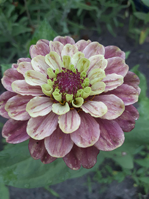 A many-petaled flower with dusty purple petals and a purple center ringed with bright green mini petals