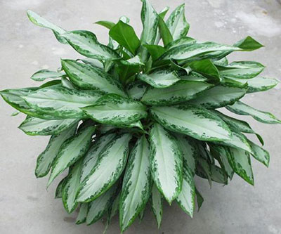 Emerald Bay aglaonema