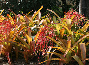 Aechmea bromeliads