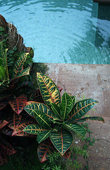 Tropical looking plants next to a pool