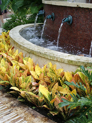 Crotons growing in front of a large fountain