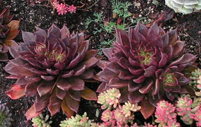 Two red succulent plants
