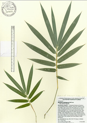 Maling bamboo specimen from the UF Herbarium