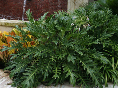 Monstera, not a true philodendron