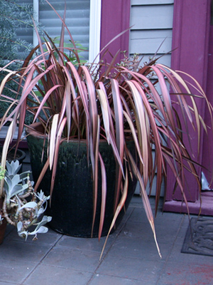 Purple, long, strappy leaves of fountain grass spill over a container next to a door