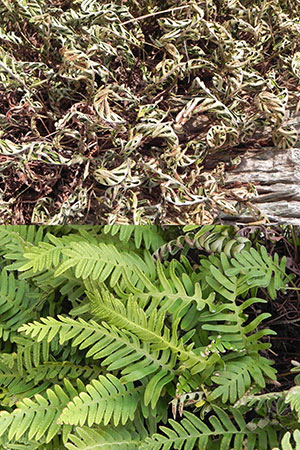 Before and after photos of resurrection fern