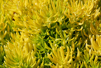 A bright yellow plant that resembles coral