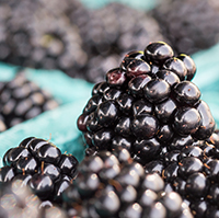 Close up shot of a blackberry