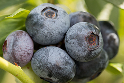 close view of big juicy blueberries on the plant