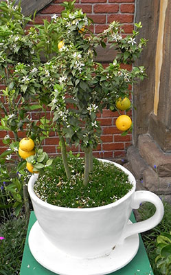A citrus tree in a teacup-shaped container