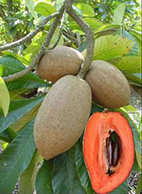 Mamey sapote on tree and one cut open