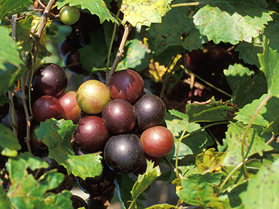 A cluster of perfectly round large purple-green grapes on the vine