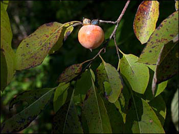 Native persimmon