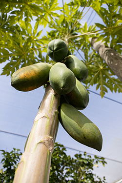 Green papaya fruits growing the trunk-like stalk of a tall papaya plant