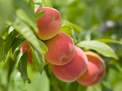Peaches, by Tyler Jones UF/IFAS