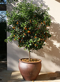 A potted citrus tree