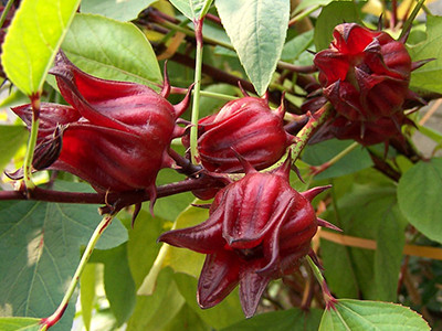 Roselle calyces photo by Roy Cui. Some rights reserved.