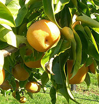 Sand pears on tree