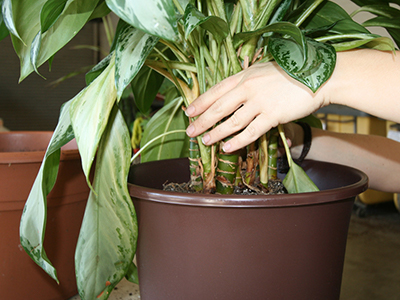 hand steadying a houseplant