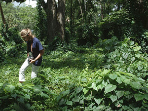 Girl walking through dense green vines covering forested area