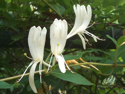 Invasive Japanese honeysuckle