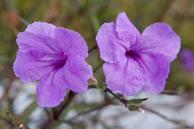 Two purple trumpet shaped Mexican petunia flowers
