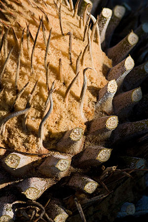 Close up of a cycad