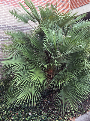 A shrub-like palm with many fronds and no trunk visible