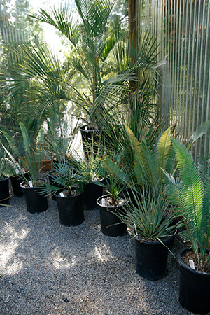 Several palms and cycads in black plastic pots
