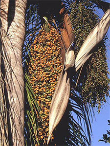Queen palm fruit on tree