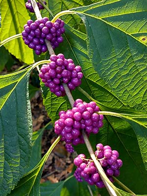 Tight cluster of bright purple berries on a stem