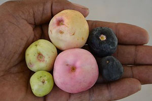 Six round fruits of different colors and sizes in the palm of a hand