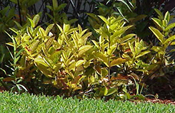 An ixora shrub that's very small, with yellow leaves and no flowers