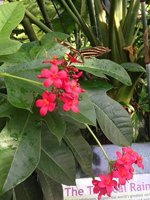Black and yellow butterfly on tropical shrub with bright red flowers