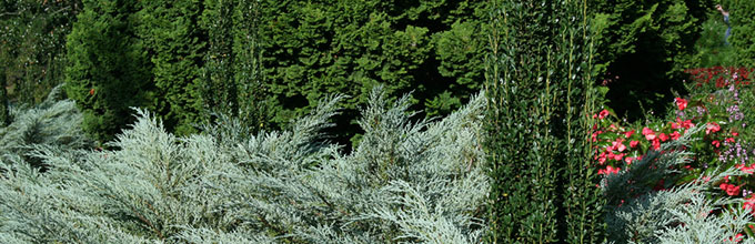 Light green juniper shrubs with tall thin holly