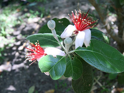Pineapple guava flowers
