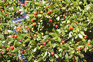 The small shiny foliage and red berries of Simpson's stopper