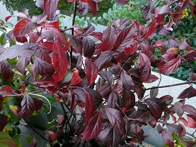 Sweetspire 'Henry's Garnet'