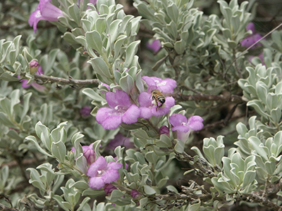 silvery green foliage and purple flowers of Texas sage with bumblebee