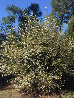 Walter's viburnum in bloom