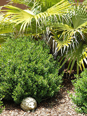 Dwarf variety of Walter's viburnum