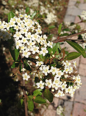 Closer look at Walter's viburnum flowers
