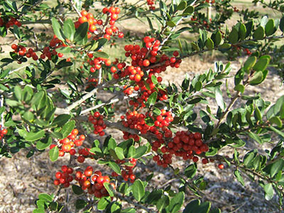 Red berries of the Dodds Cranberry yaupon holly