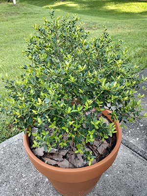 Small shrub with small rounded green leaves in terra cotta pot