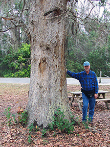 Man standing next to a leafless but very tall oak tree